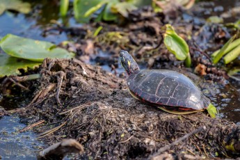 Kensington-Metropark-Wildlife-40