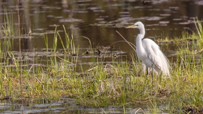 Kensington-Metropark-Wildlife-41