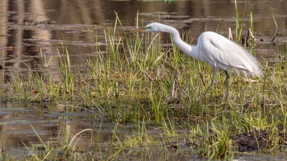 Kensington-Metropark-Wildlife-42