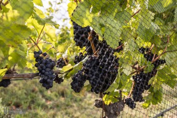 Wine-Beer-Food-New-Zealand-2