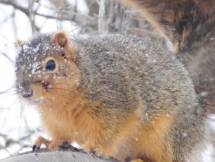 Squirrel checking out the snow