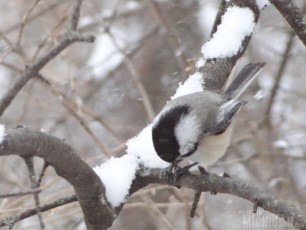 Chickadee with a seed