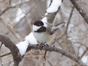 Chickadee