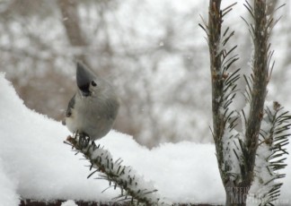 Tufted Titmouse sayin hey