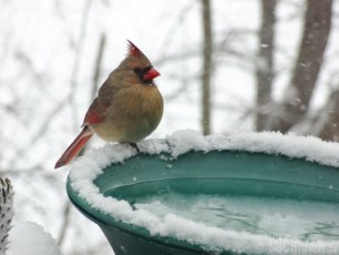 Mrs. Cardinal puffed out for the cold