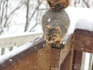 Squirrel preparing to jump