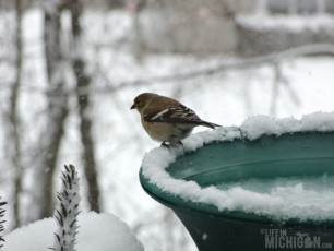 Gold finch at the bath