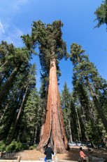 Yosemite National Park - Mariposa Grove - 2014