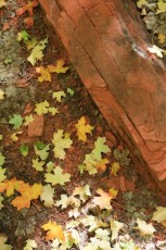 Fall leaves on Spring Creek trail