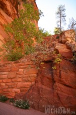 Walters Wiggles - Angels Landing hike