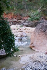 Buck crossing the Virgin River