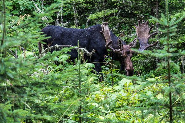 Isle Royale