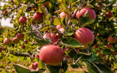 A Taste of Michigan Hard Cider