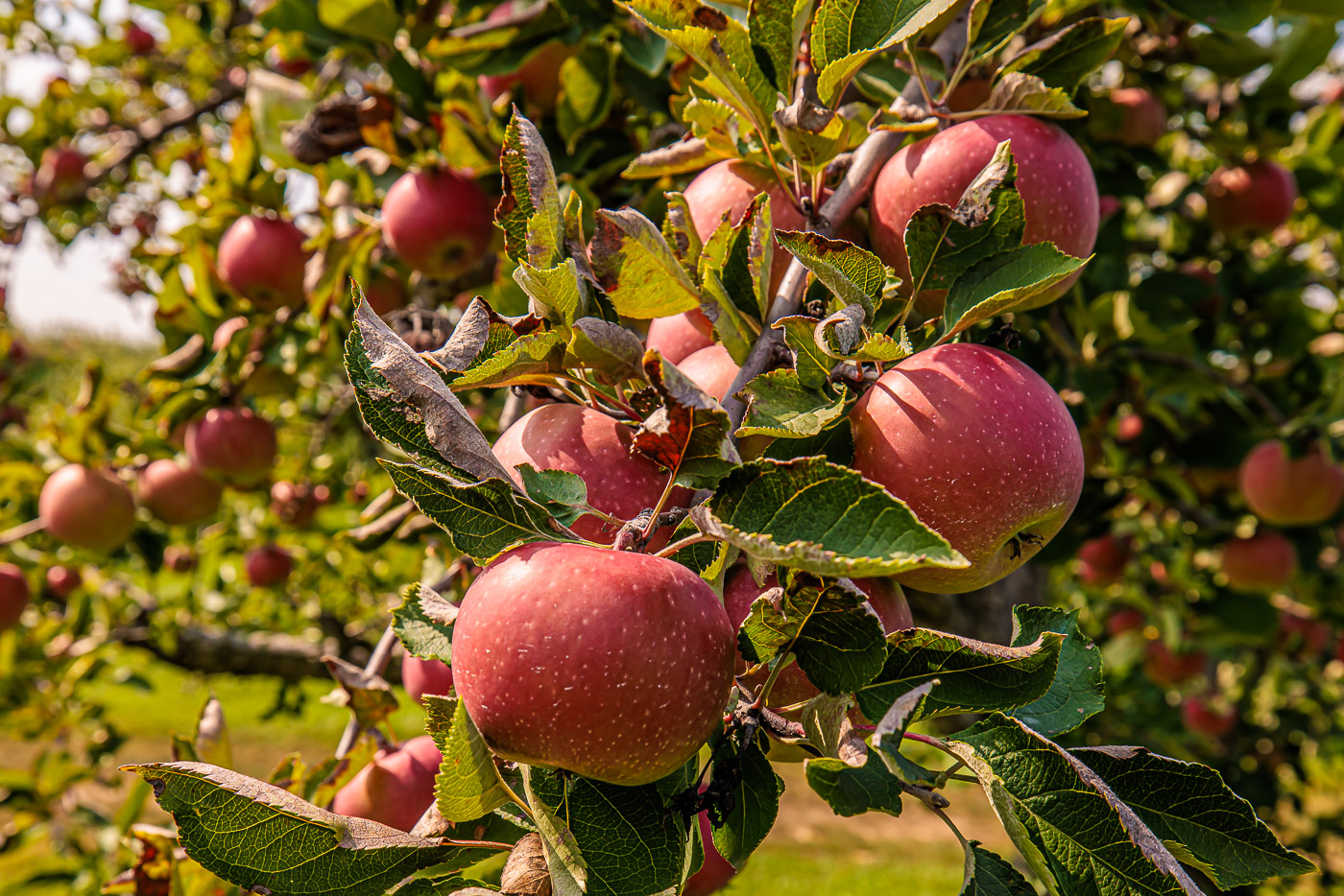 cider tour michigan