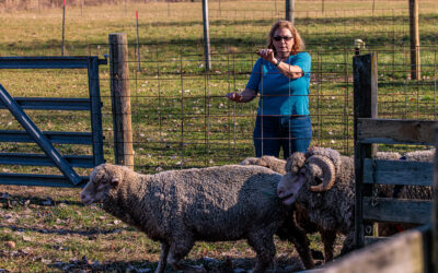 The Story of a Modern Shepherdess in Michigan
