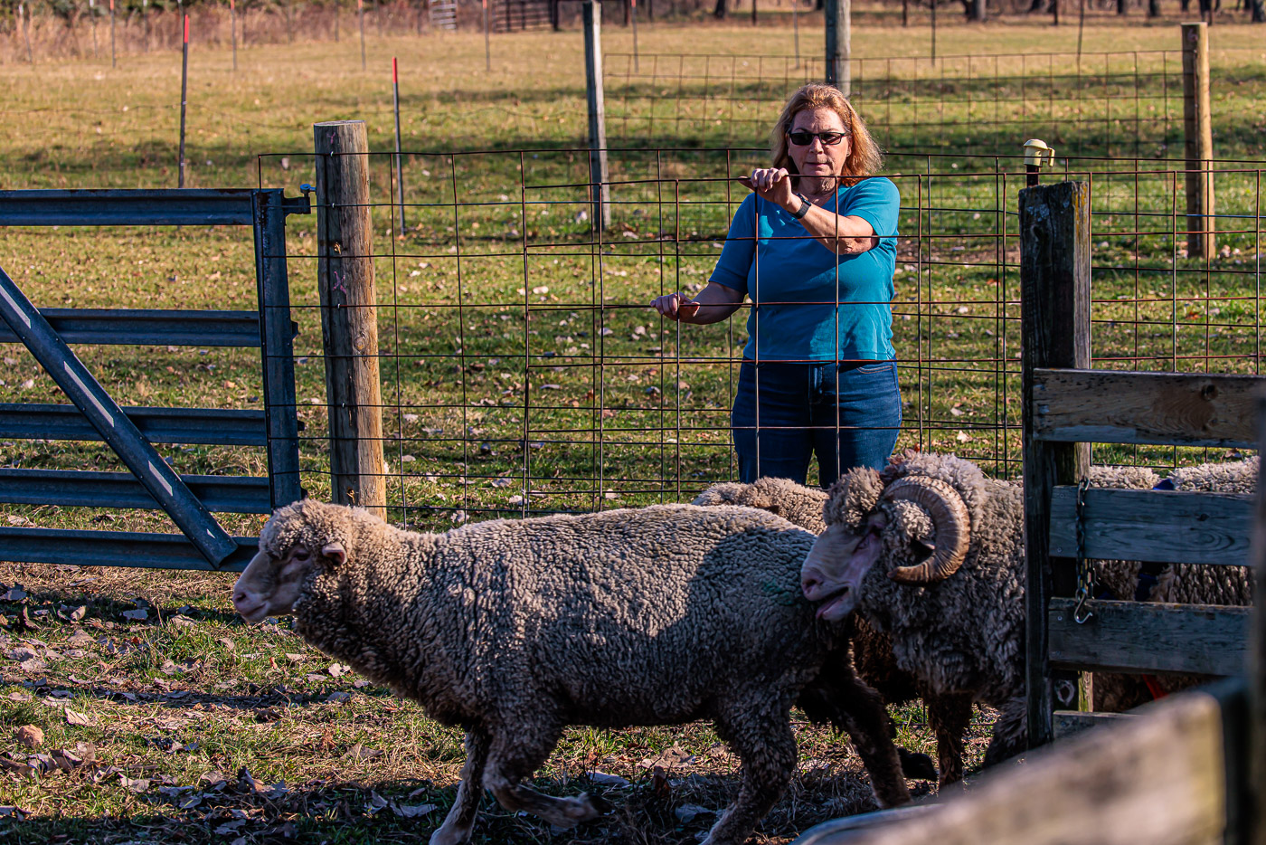 The Story of a Modern Shepherdess in Michigan