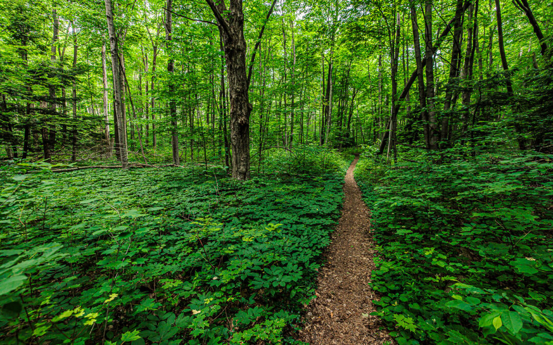 Answering the Call of the Trail in Manistee