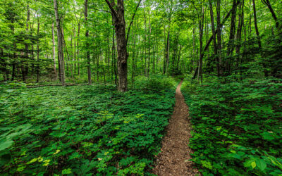 Answering the Call of the Trail in Manistee