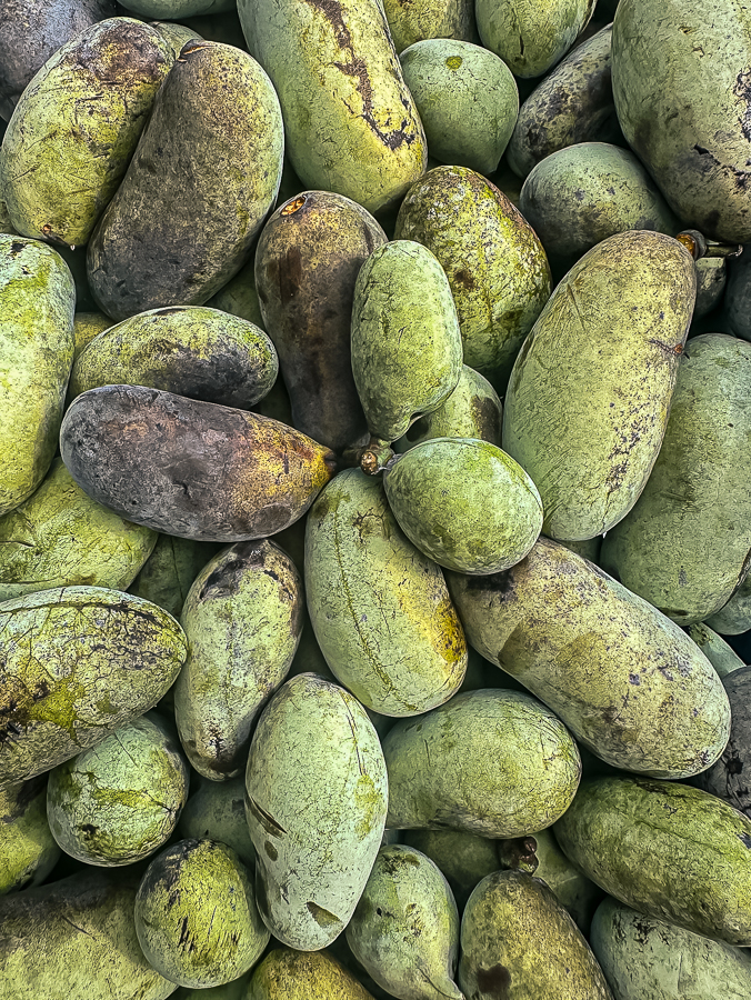 Photo courtesy - Perry Paw Paws (perrypawpaws.com)