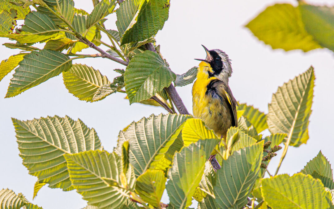 Our Joy for Birding
