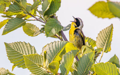 Our Joy for Birding