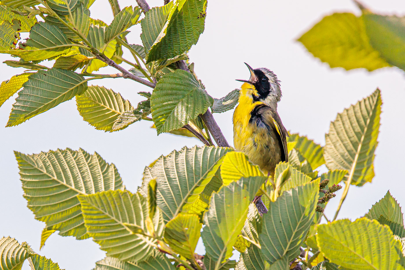 Common Yellowthroat at Arcadia Marsh