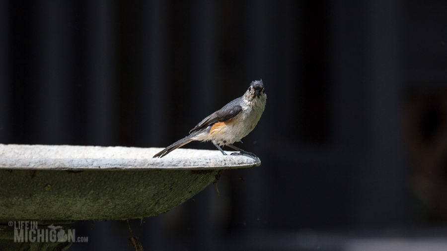 Bird bath fun!